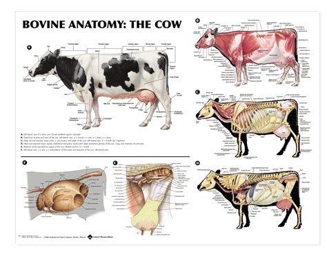 anatomia bovina